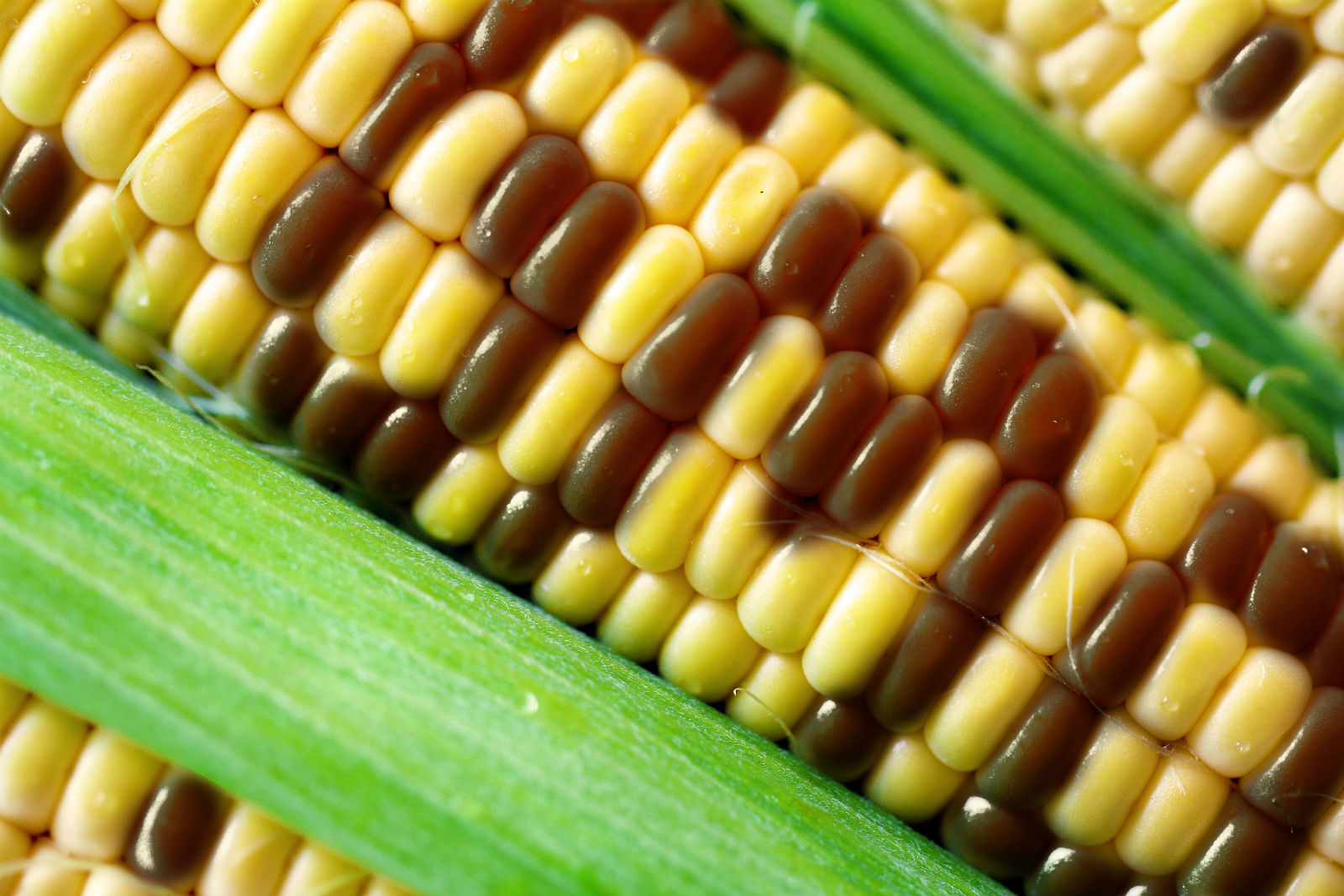 Giz Explains: What Are GMO Foods, And Are They OK To Eat?