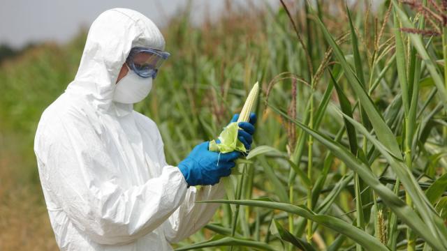Giz Explains: What Are GMO Foods, And Are They OK To Eat?