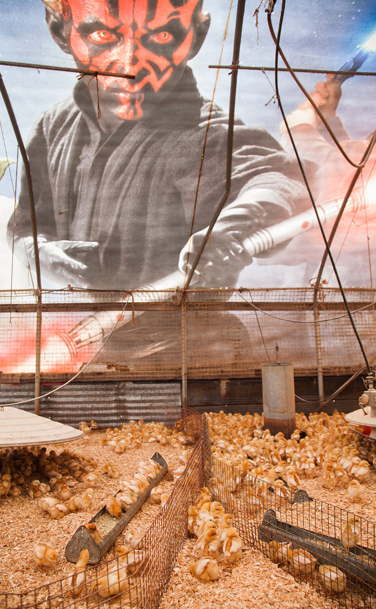 Farmer Turns Old Star Wars Billboard Into Greatest Chicken Coop Ever