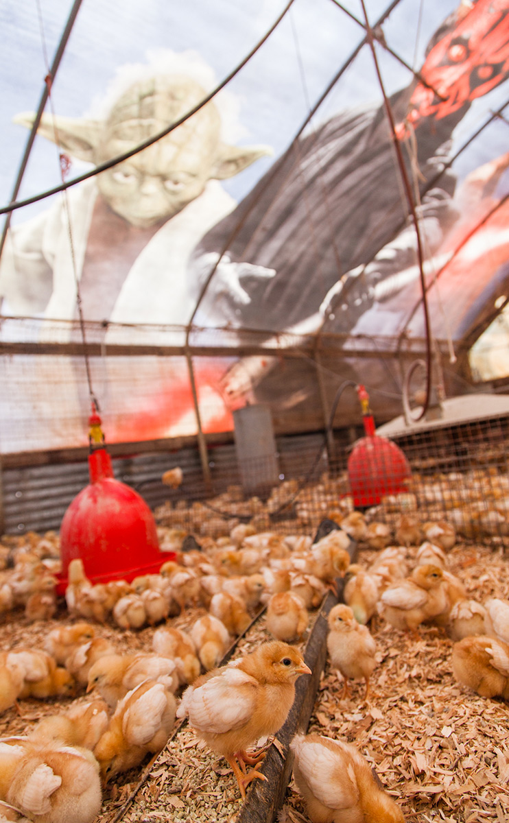 Farmer Turns Old Star Wars Billboard Into Greatest Chicken Coop Ever