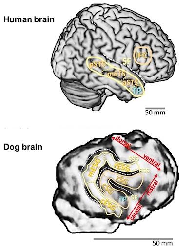 Scientists Find Striking Similarities Between Human And Dog Brains