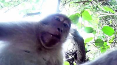 Hilarious Monkey Steals A GoPro Camera And Takes A Selfie