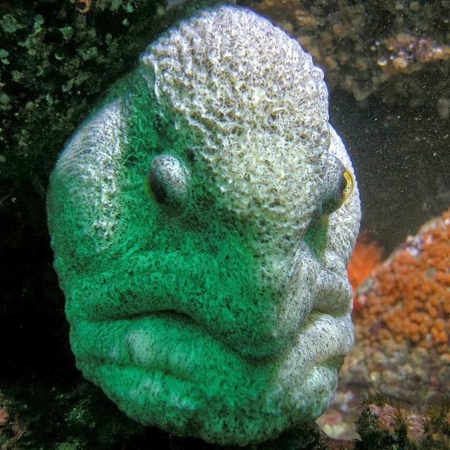 The Ugliest Animal In The World Has To Be This Wolf Eel