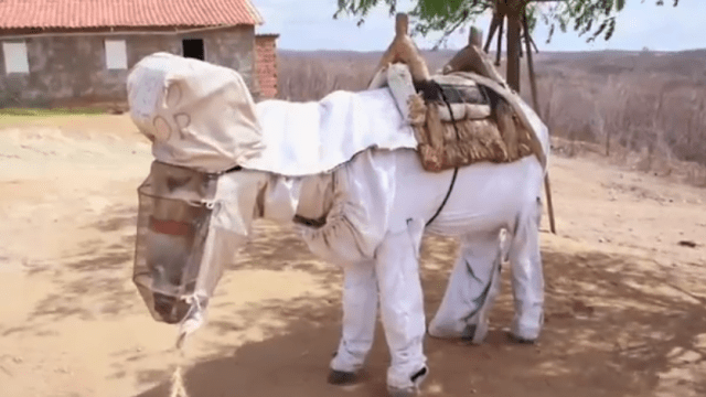 The World’s First Beekeeping Donkey Is Sort Of Adorable