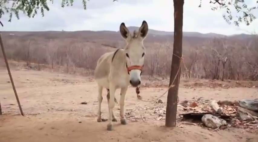 The World’s First Beekeeping Donkey Is Sort Of Adorable