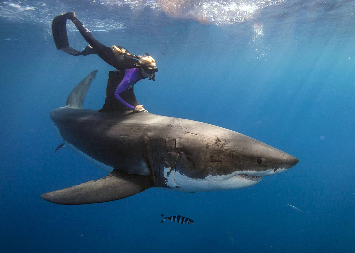 Astonishing Images Of A Diver Swimming On Top Of Great White Sharks