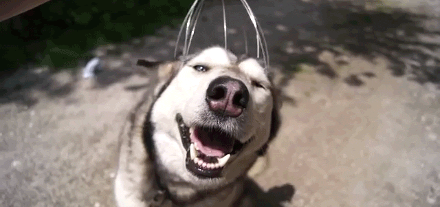 I Want To Be As Happy As This Dog Getting His Head Massaged