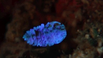 These Glowing Sea Sapphire Animals Are Like The Fireflies Of The Ocean