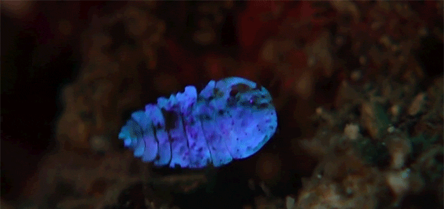 These Glowing Sea Sapphire Animals Are Like The Fireflies Of The Ocean