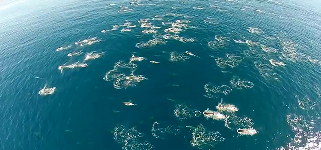 Impressive Video Of A Massive Dolphin Stampede Shot Via Drone