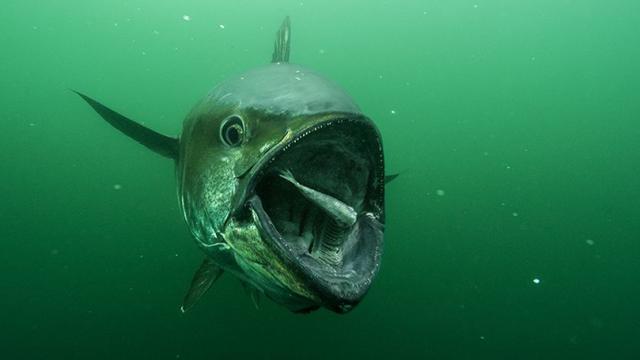 Terrifying Photo Of A Tuna About To Eat Its Prey