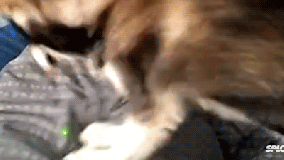 How To Wake Up Someone Using A Dog And A Laser Pointer
