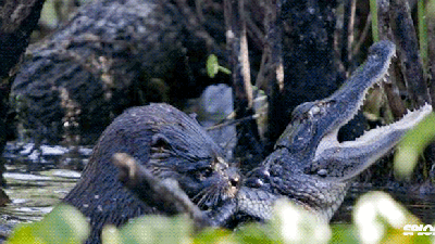Otter Kills And Eats A Young Alligator After Shocking Struggle