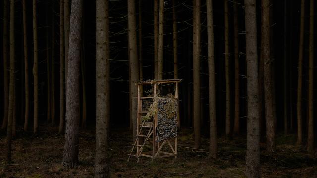 Photos Of Tree Stands Make This Forest Seem Incredibly Spooky