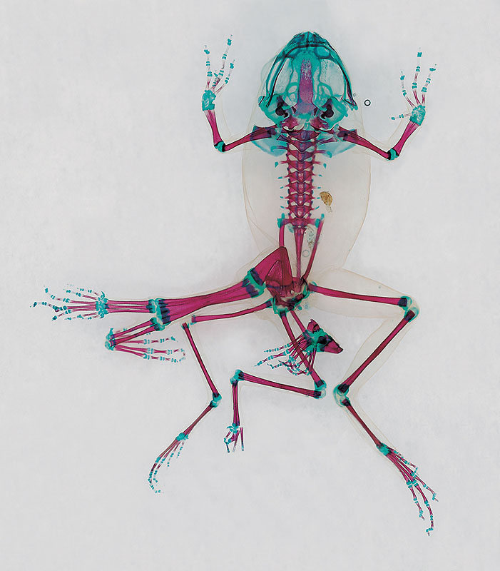 These Unbelievable Monsters With Seven Legs Are Actually Real Frogs