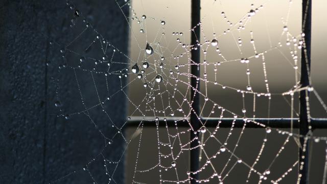 City-Dwelling Spiders Build Webs That Don’t Work
