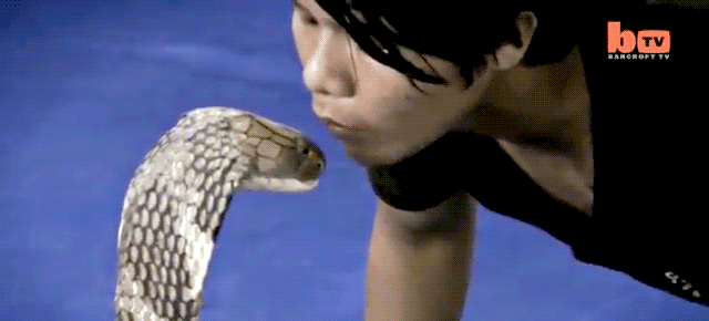 You Really Don’t Want To Watch This Guy Kissing A King Cobra