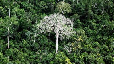 No, Artificial Light Is Not Destroying The Rain Forest (Yet)
