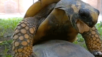 Watching A Tortoise Having Sex Is One Of The Most Hilarious Things Ever