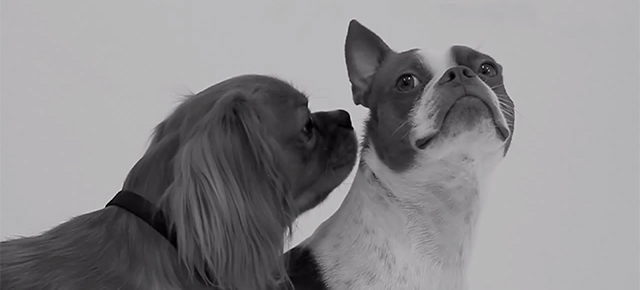Watching Adorable Dogs Kissing For The First Ti… Ok, That’s Enough