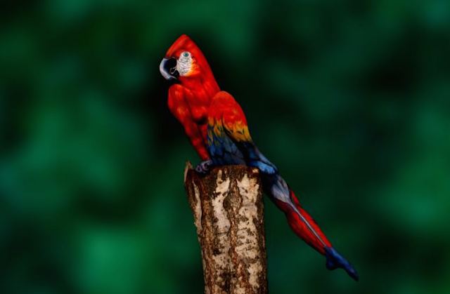 Holy Crap, This Parrot Is Actually A Woman Posing In Body Paint