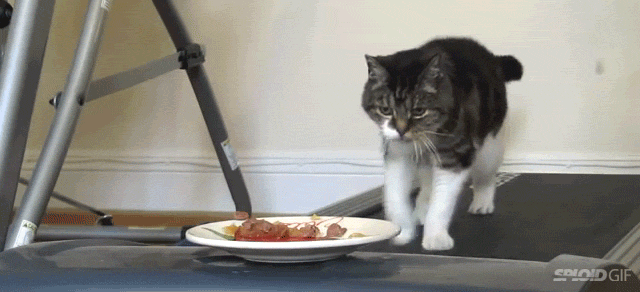 Seeing A Cat Walk On A Treadmill Chasing Food Basically Sums Up Life