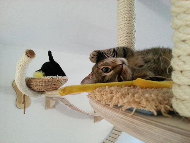 Bored Cats Find Sense Of Purpose In Personalised Cat Playgrounds