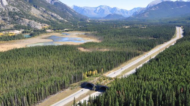 These Incredible Man-Made Highways Are Built Just For Animals