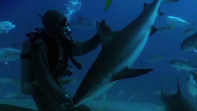 Watch A Scuba Diver Instantly Put A Shark To Sleep With This Neat Trick