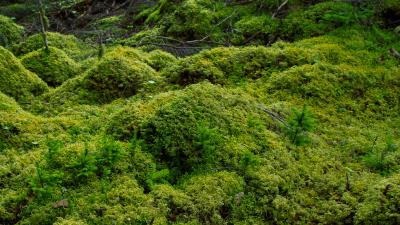 Scientists Revive Moss That Was Encased In Ice For 1500 Years