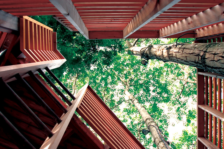 8 Buildings Designed To Incorporate The Trees Around Them
