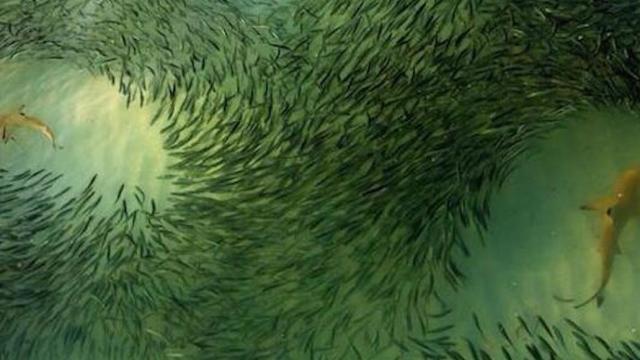 What Happens When You Throw Four Sharks Into A Giant School Of Fish