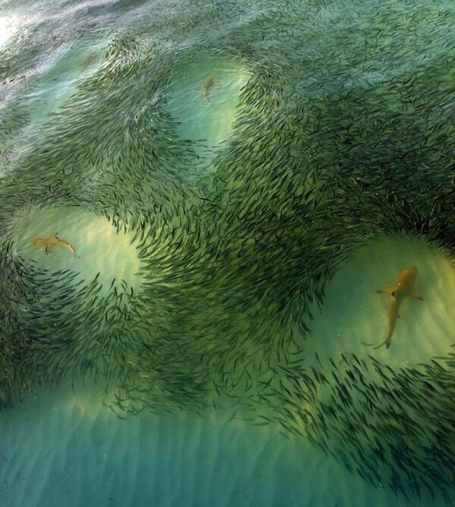 What Happens When You Throw Four Sharks Into A Giant School Of Fish