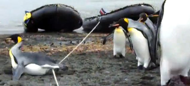 Seeing Penguins Get Confused And Trip Over A Rope Is Hilariously Cute