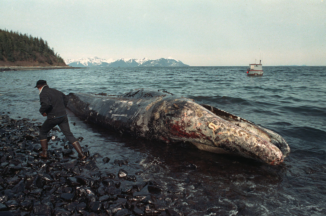 Haunting Photos From The Exxon Valdez Oil Spill Catastrophe
