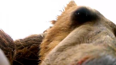 I Love To Spy Grizzly Bears So Close That I Can Count Their Teeth