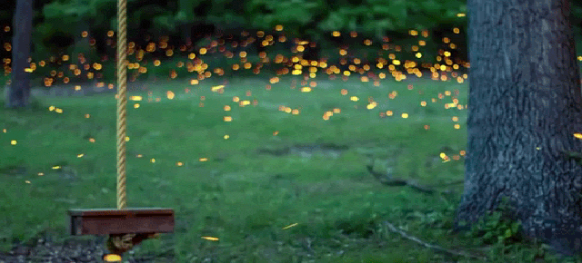 This Time Lapse Of Fireflies Is Art In Motion