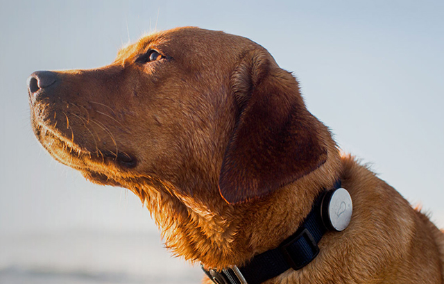 If You Have A Dog, You Can’t Miss This Gadget Guide