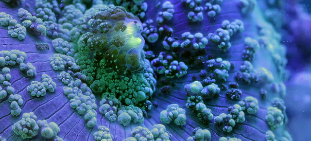 These Macro Shots Of Marine Life In Motion Are Unbelievably Beautiful