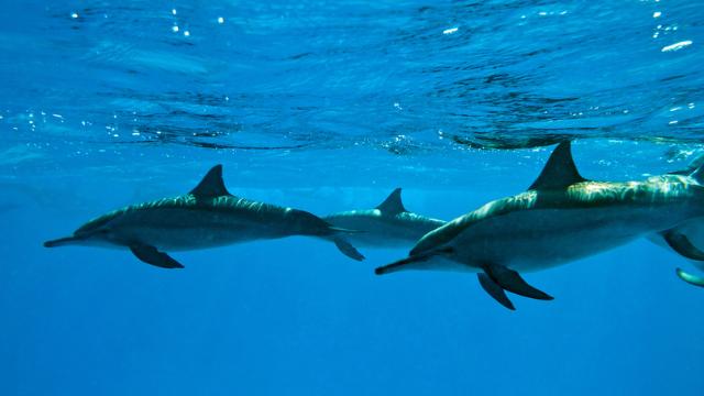 All About The Military Dolphins Of The U.S. (And Now Russia)