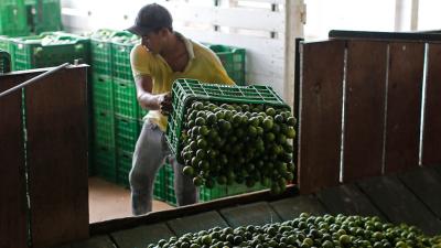 How Mexico’s Drug Cartels Are Driving Up The Price Of Limes In The U.S.