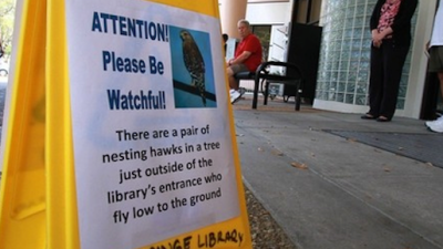 Dive-Bombing Hawks Force Florida Library-Goers To Cower Under Umbrellas