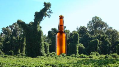 Would You Drink A Beer Made From Kudzu?