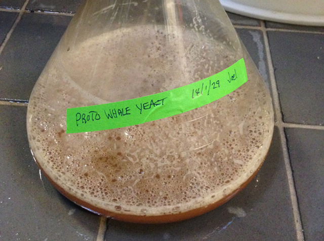 This Paleo Beer Is Made With Yeast From A 35-Million-Year-Old Fossil