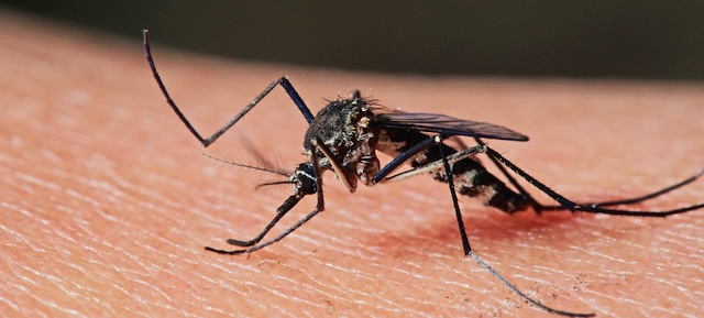 Mosquito Matchmaker: An Inside (Itchy) Look At Force-Mating Mosquitoes