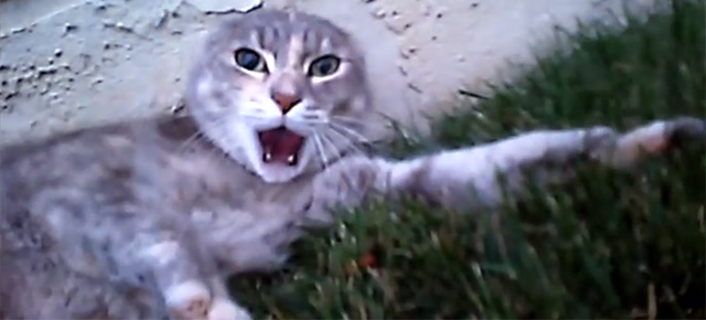 Video Of A Cat Fight As Seen From The Perspective Of One Of The Cats