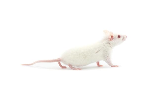 Scientists Cured Paralysis In Mice With Stem Cells And Lasers