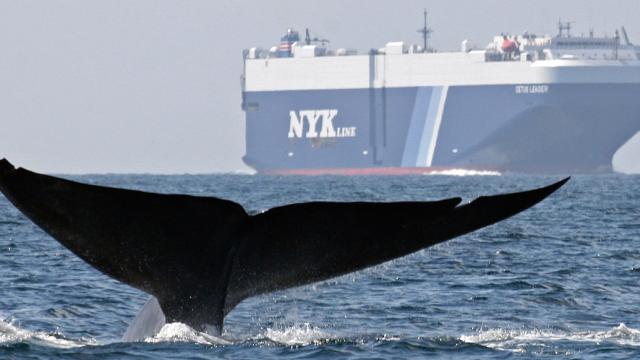 UN: Ships Need To Shut Up So Whales And Dolphins Can Hear