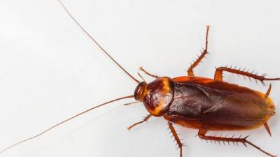 DNA Nanobots Turn Cockroaches Into Living, 8-Bit Computers
