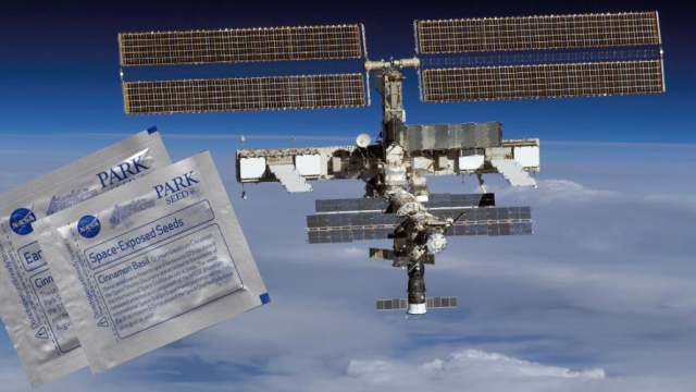 Buy These Seeds From Space And Make Yourself An Intergalactic Salad